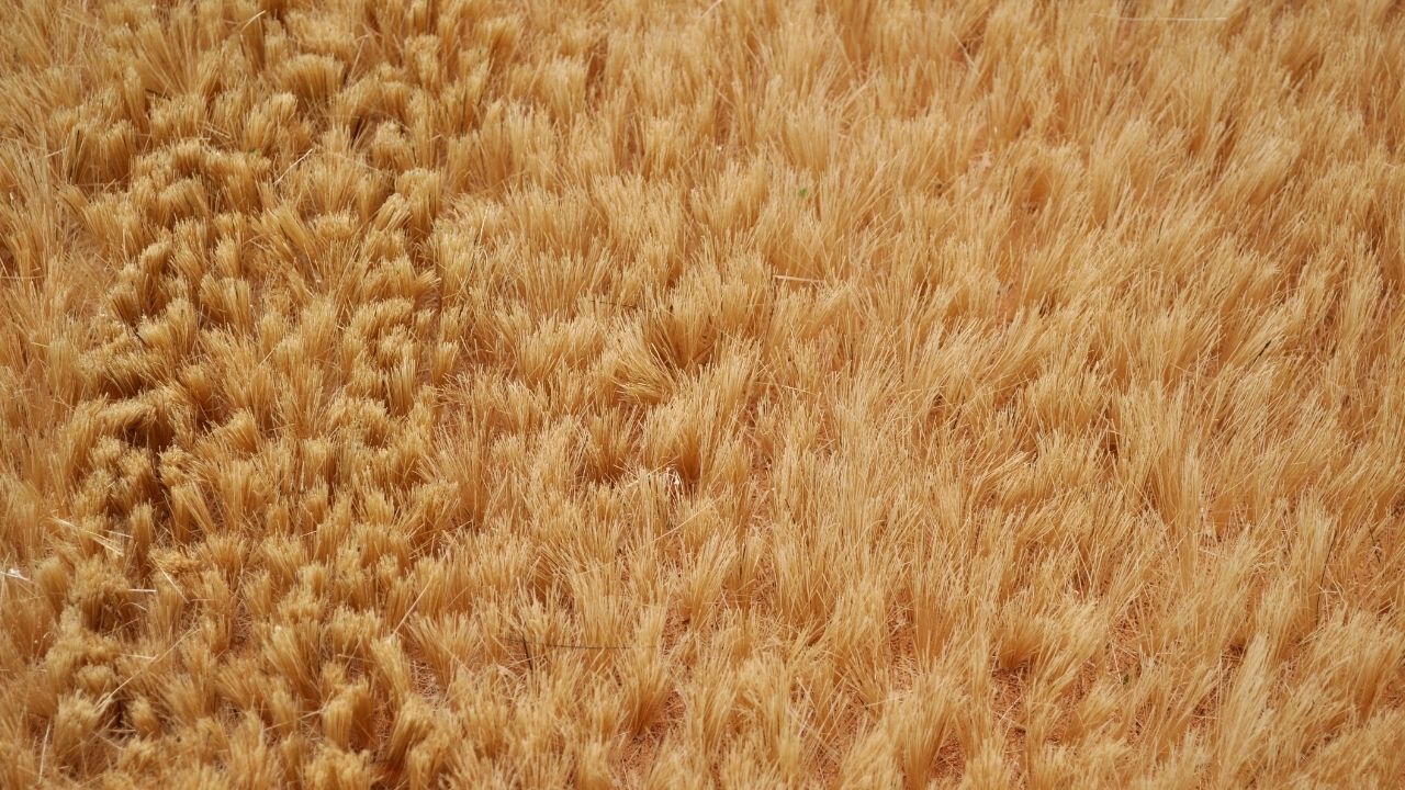 Polyester synthetic carpet fiber
